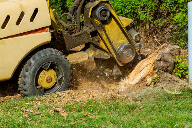 The Steps Involved in Our Tree Care Process in Northlakes, NC